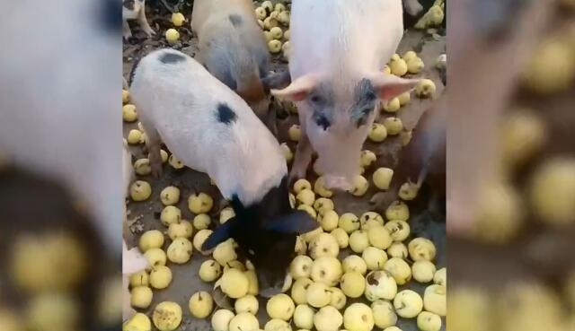 QQ??20191123133305.jpg QQ??20191123133305.jpg