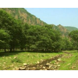 中国成为维持全球森林覆盖面积平衡的主要贡献者