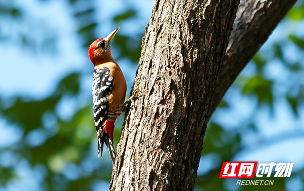 啄木鸟行走在树枝上，它是树木的健康的“守护医生”。（登峰）