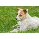 无人认养流浪狗安乐死，你支持吗？