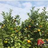 沁甜滴！湘潭县石潭镇百亩清香蜜桔园开园迎客（组图）