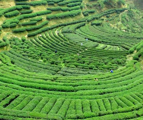 电制茶替代“柴烤茶” 节能增效保护绿水青山