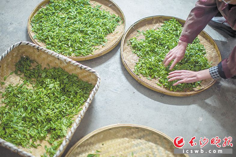  金井绿茶生产车间里，茶叶的摊青过程需耗时6个小时左右。长沙晚报全媒体记者 黄启晴 摄