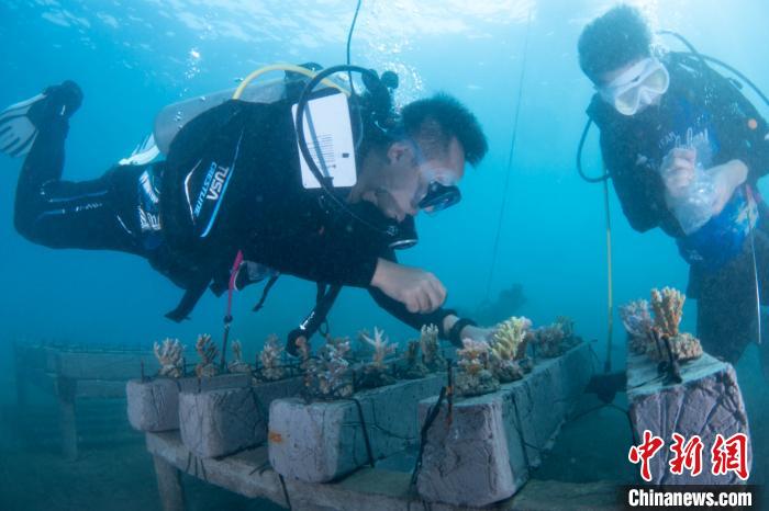 中企与印尼环保机构共建巴厘岛珊瑚中心并野放珊瑚