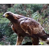 神农架1.2米金雕猎食猪獾 网友：这莫不是杨大侠的神雕？