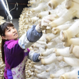 河北平泉:温室大棚暖寒冬