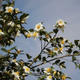 玄序物语③丨茶花冬月开 朵朵似雪白