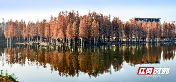 据悉，这片水杉林是在上世纪六十年代修建泉井水库时，村民在水库旁边种植的。现在，这里成了邵阳市最大的水杉林之一，也成了邵阳郊游的好去处。