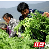 永州新田：雪里蕻喜获丰收 初冬时节腌菜忙