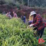 蓝山：万物冬藏待春来