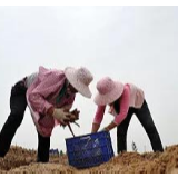 土地新一轮延包细则将明确 多个重要文件待出