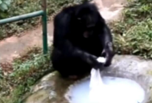 “猩猩想洗”！18岁黑猩猩无师自通洗衣服 又搓又拧很在行