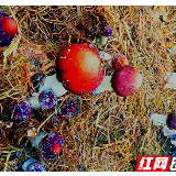 隆回：“果菌套种”让农作物废弃物长出4个“金元宝”