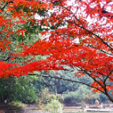 已是彩叶“醉美”时 绿色城市建设为市民添福祉
