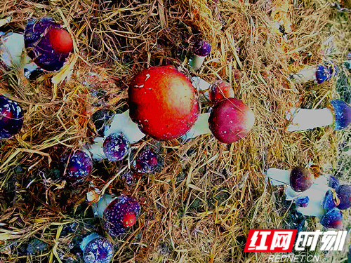 微信图片_20191130233116_副本_副本.jpg
