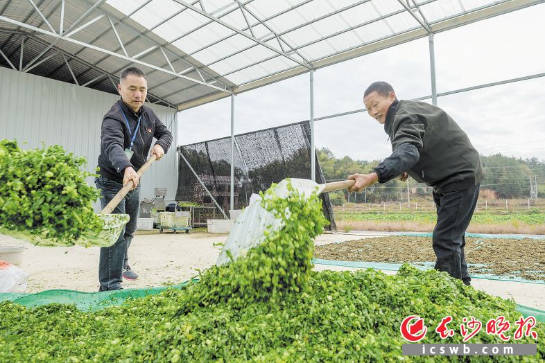 　　魏美林（左）挥起铁锹，和贫困户肖新辉一起劳动。长沙晚报全媒体记者 陈飞 摄