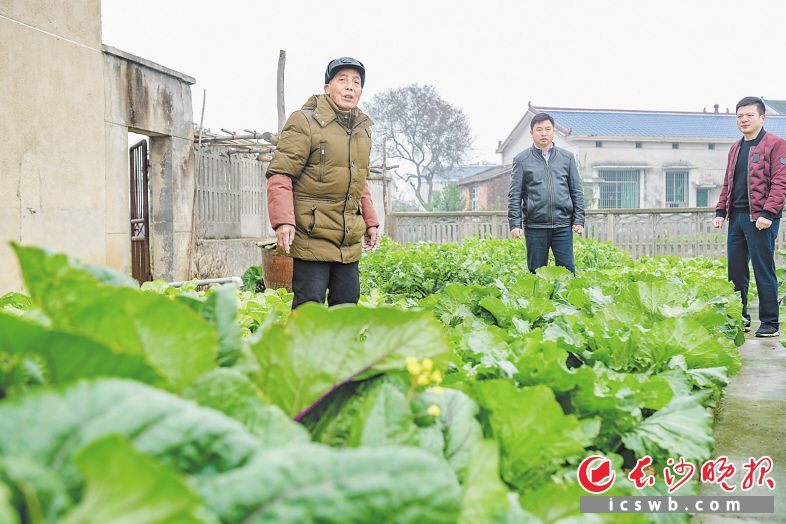 蔬菜长势旺,老程拉着凌志凯(中)看自家菜地,希望凌志凯能帮忙联系销路。长沙晚报全媒体记者 陈飞 摄