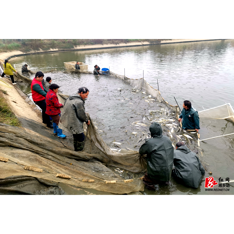 决胜2020 | 湘乡：贫困户养殖鲜鱼滞销 爱心人士一天帮销近四千斤