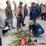 保靖长潭河乡：入冬不歇气 油茶补植正当时