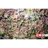 城步：冬日枫景“醉”苗乡