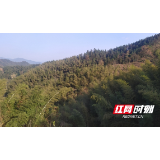 湖南轨道交通驻岩龙村扶贫队：让六千亩南竹飞出大山