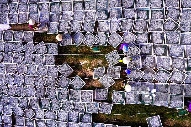 2019年12月3日讯（具体拍摄时间不详），越南富国岛，当地工人们将凤尾鱼放进托盘里晾干。这些凤尾鱼将被用来制作鱼露。