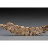 郑州考古实证5000多年前中国先民已育蚕制丝