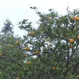 【“学习强国”学习平台助农公益视频】丑在外表甜在内心 皱皮柑的扶贫之路