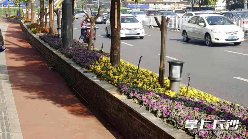 芙蓉区车站路沿线新增不少地被花卉。芙蓉区园林绿化维护中心供图