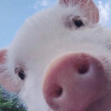 加快生猪生产三年行动方案:确保元旦春节供应稳定