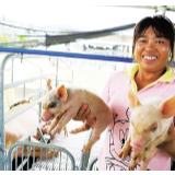 农业农村部：生猪生产恢复发展三年行动 目标明确