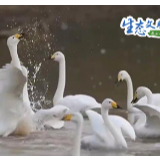 群鸟齐舞美如画，这里是候鸟越冬乐园！