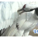 全世界1/8的野生丹顶鹤在此繁衍生息