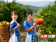 麻阳冰糖橙端上长沙“城市客厅”  消费扶贫一天签下2200万