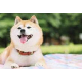 姑娘买柴犬“宠”男友：替我陪你！结果100万被掏空