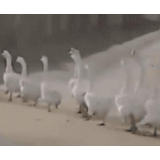 鹅鹅鹅鹅鹅鹅鹅鹅鹅鹅鹅鹅鹅鹅鹅鹅……