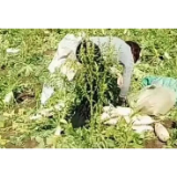 损失近40万!百亩萝卜遭千人哄抢