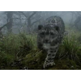雪豹闯进熊猫家，网友：会不会打起来？专家回应亮了…