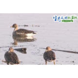 【生态文明@湿地】最佳观鸟期来临，万鸟齐飞尽显湿地壮美！ 