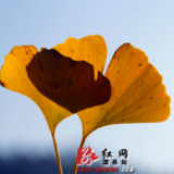 道县：冬日“暖阳”杏叶黄