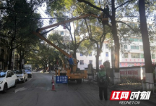 通道：清理枯死树枝 消除隐患市民赞