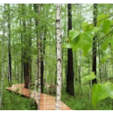 国家林业和草原局：我国森林面积和蓄积实现30年持续增长