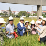 岳阳市农业科学研究院喜获 全国农业植物新品种保护先进集体