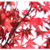 玄序物语⑯丨柳子小石潭 摇曳着枫年