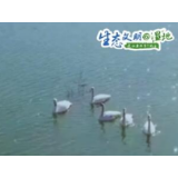 【生态文明@湿地】陕西渭南各处湿地成为候鸟栖息乐园 群鸟翩然起舞