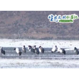 【生态文明@湿地】香格里拉纳帕海自然保护区冬季观鸟正当时