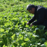岳阳县：615万元推进31万亩油菜种植 示范板块引领标准化生产
