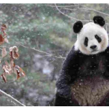秦岭野生动植物不断增长 国家公园建设助力珍稀生物保护