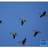 生态文明@湿地丨特写：“候鸟天堂”的守护者