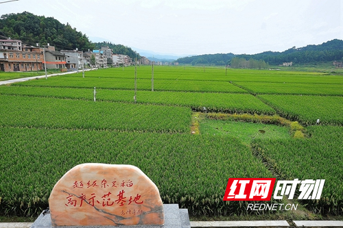 DSC_9391_1 - 副本.JPG